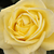 Żółty  - Róża wielkokwiatowa - Hybrid Tea - Limona ®